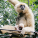 Gibbons today are threatened by human behavior.